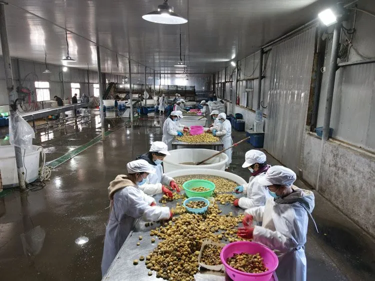 factory whole button mushroom in brine in drums