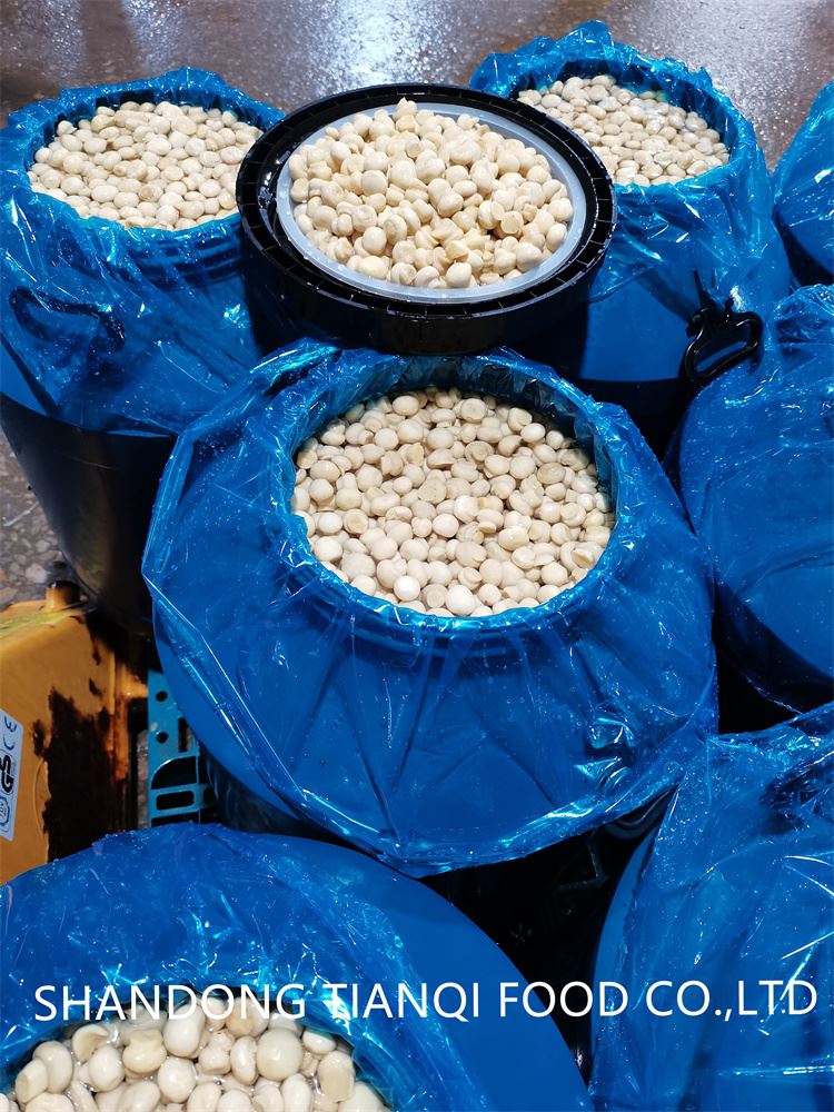 Champignon mushroom preserved in plastic drums Champignon mushroom preserved in plastic drums