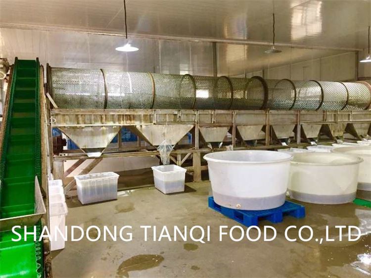 Cultivated white champignon mushroom in drums