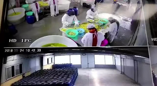 Factory white mushroom in salted water in drums