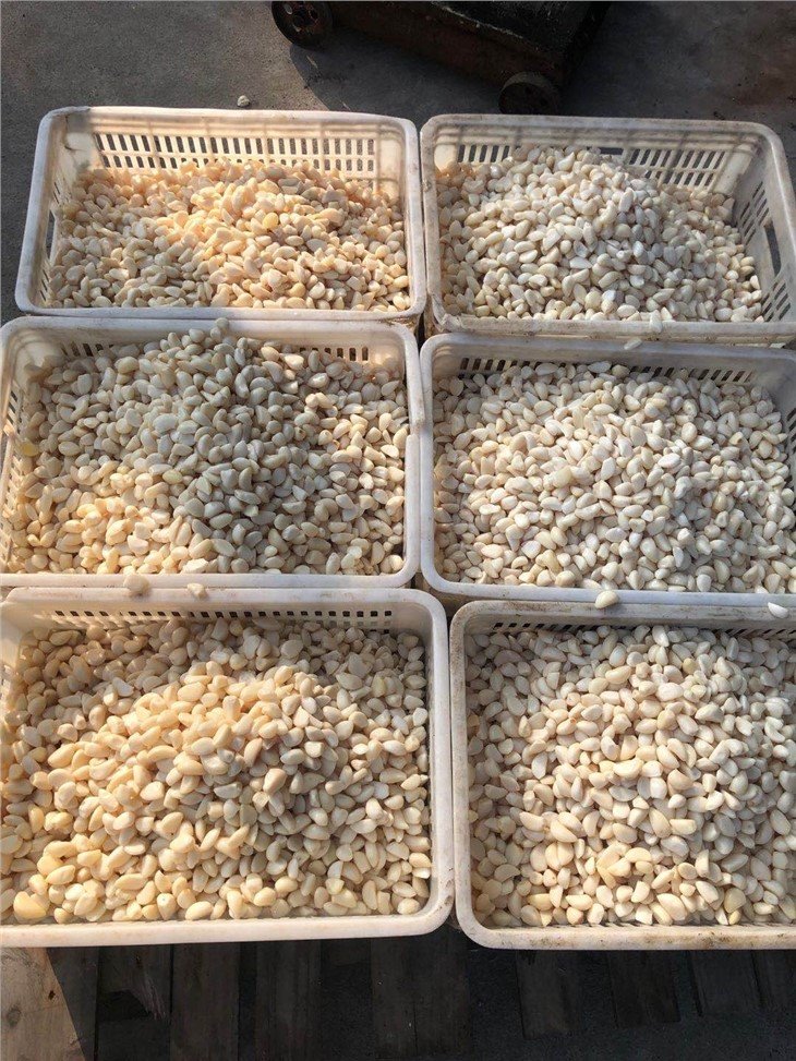 High quality preserved white garlic in salted water in drums