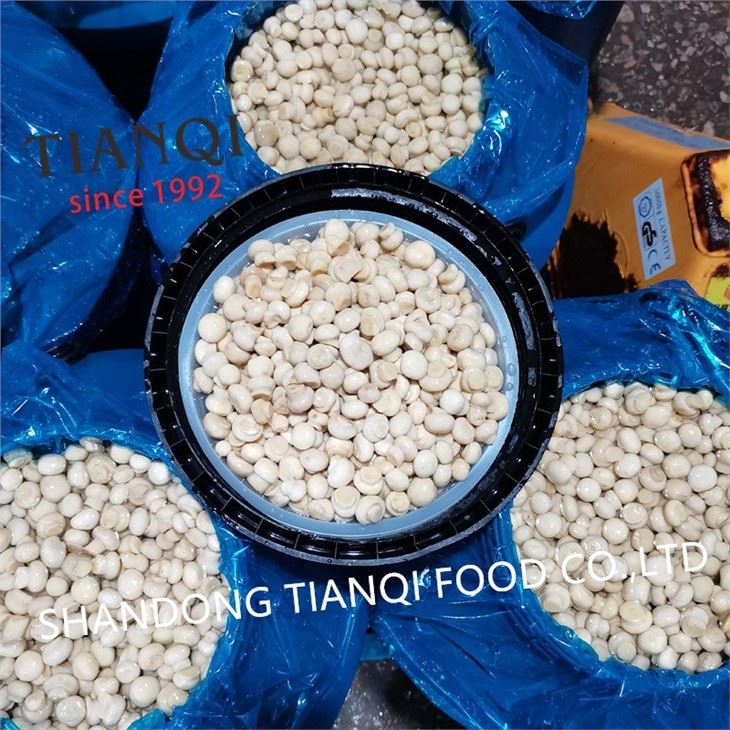 Hot Selling Vinger Cultivated Mushroom in Plastic Drums