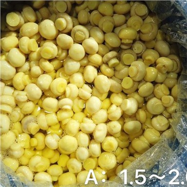 Sesno Madarch Cyfan wedi'u Cadw mewn Drum