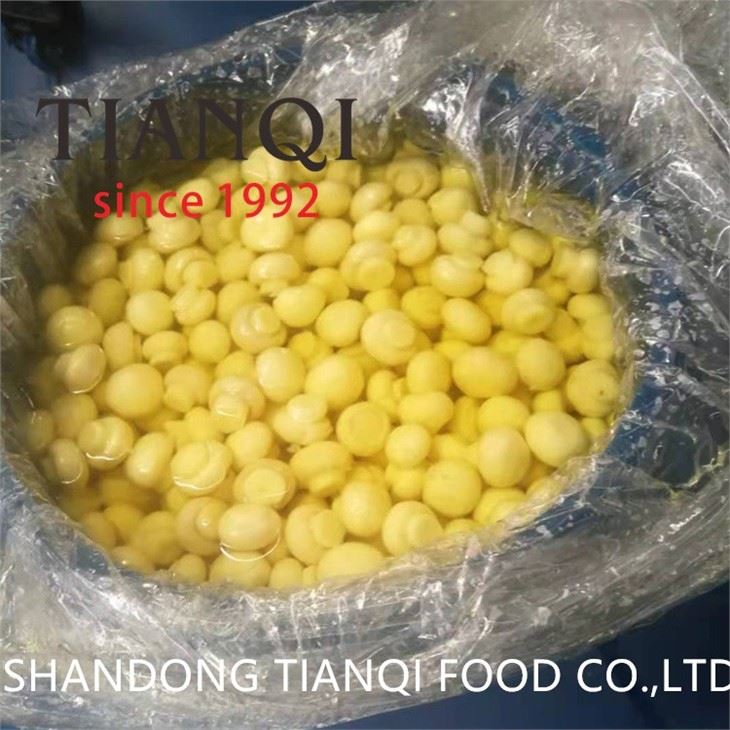 Preserved SO2 champignon mushroom in plastic drums