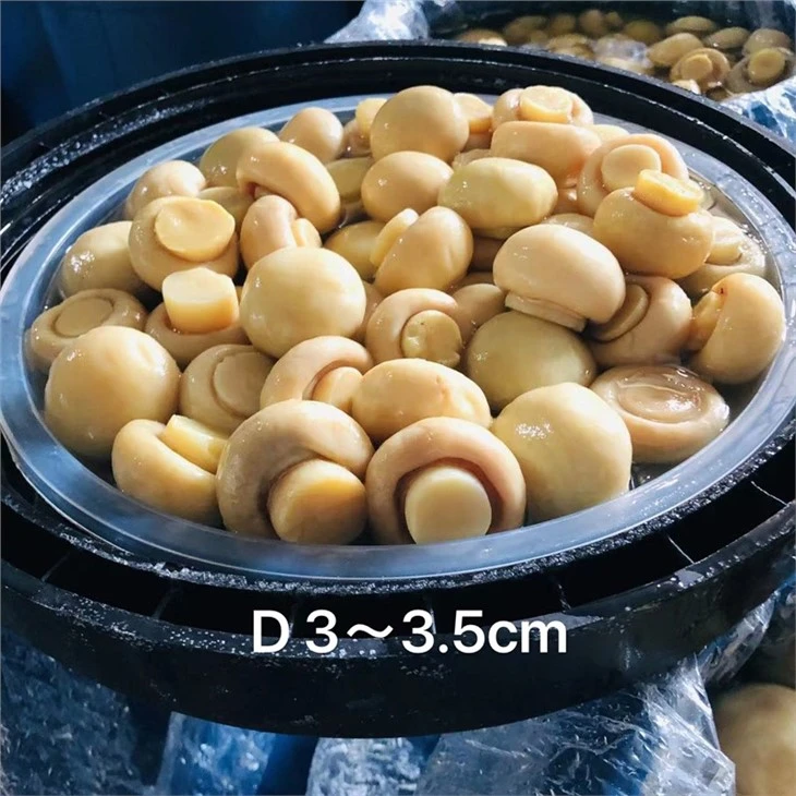 2023 Hot Selling White Champignon Mushroom in Brine in Drums