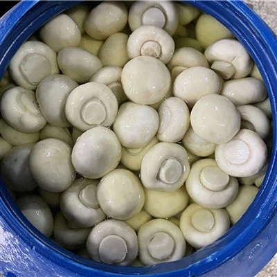 Champignon Gwyn heli mewn Drymiau Plastig
